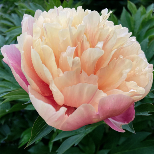 Les pivoines intersectionnelles